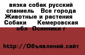 вязка собак русский спаниель - Все города Животные и растения » Собаки   . Кемеровская обл.,Осинники г.